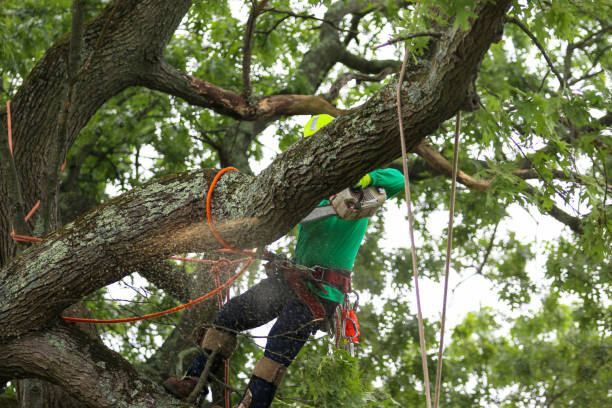 Trusted Savanna, IL Tree Removal Services Experts